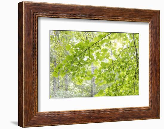 USA, Washington State, Seabeck. Big leaf maple leaves.-Jaynes Gallery-Framed Photographic Print