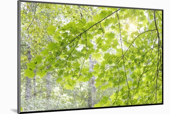 USA, Washington State, Seabeck. Big leaf maple leaves.-Jaynes Gallery-Mounted Photographic Print