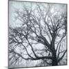 USA, Washington State, Seabeck. Big leaf maple tree in fog.-Jaynes Gallery-Mounted Photographic Print