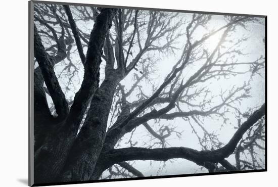 USA, Washington State, Seabeck. Big leaf maple tree in fog.-Jaynes Gallery-Mounted Photographic Print