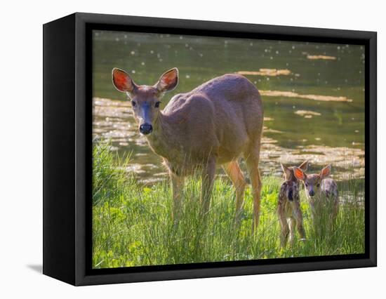 USA, Washington State, Seabeck. Blacktail Deer with Twin Fawns-Don Paulson-Framed Premier Image Canvas