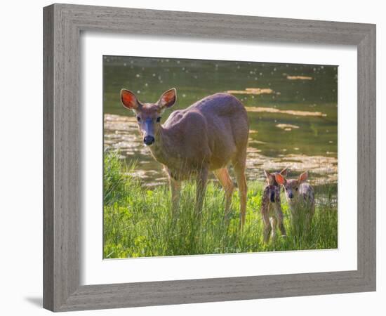 USA, Washington State, Seabeck. Blacktail Deer with Twin Fawns-Don Paulson-Framed Photographic Print