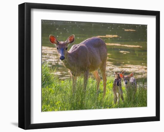 USA, Washington State, Seabeck. Blacktail Deer with Twin Fawns-Don Paulson-Framed Photographic Print