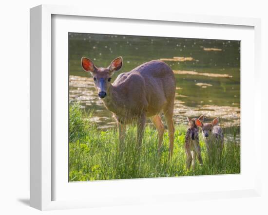 USA, Washington State, Seabeck. Blacktail Deer with Twin Fawns-Don Paulson-Framed Photographic Print