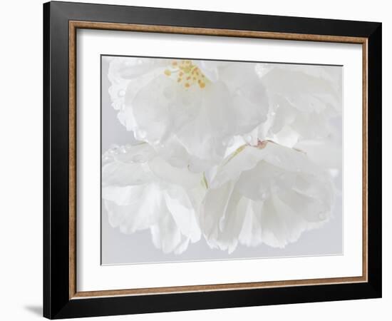 USA, Washington State, Seabeck. Cherry blossoms close-up.-Jaynes Gallery-Framed Photographic Print