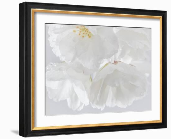 USA, Washington State, Seabeck. Cherry blossoms close-up.-Jaynes Gallery-Framed Photographic Print