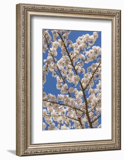 USA, Washington State, Seabeck. Cherry Tree Blossoms in Spring-Don Paulson-Framed Photographic Print