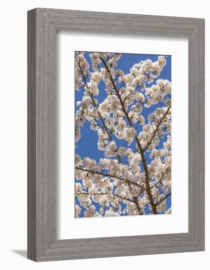 USA, Washington State, Seabeck. Cherry Tree Blossoms in Spring-Don Paulson-Framed Photographic Print