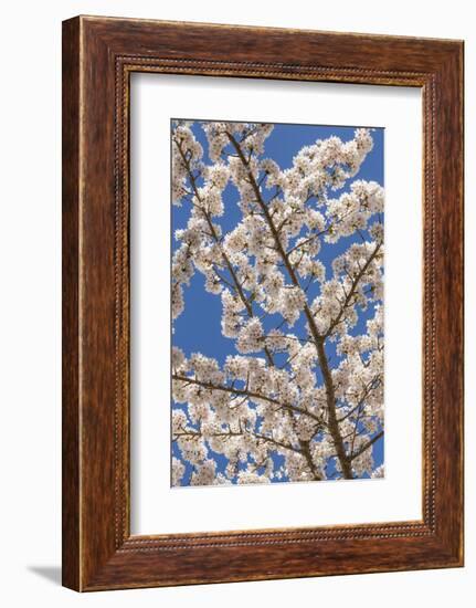 USA, Washington State, Seabeck. Cherry Tree Blossoms in Spring-Don Paulson-Framed Photographic Print