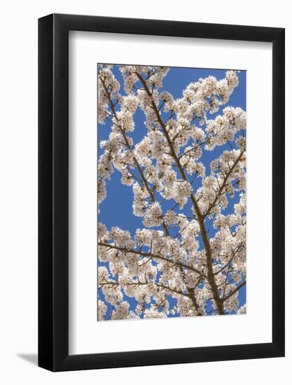 USA, Washington State, Seabeck. Cherry Tree Blossoms in Spring-Don Paulson-Framed Photographic Print