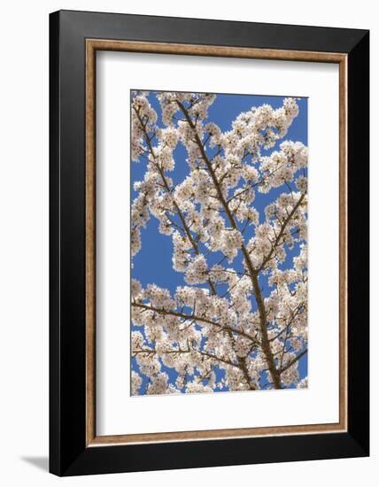 USA, Washington State, Seabeck. Cherry Tree Blossoms in Spring-Don Paulson-Framed Photographic Print