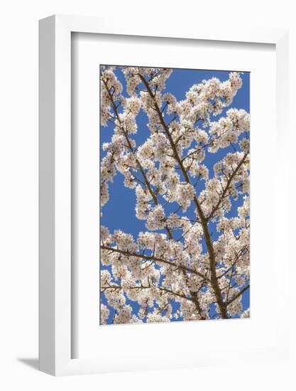 USA, Washington State, Seabeck. Cherry Tree Blossoms in Spring-Don Paulson-Framed Photographic Print