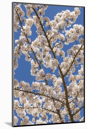 USA, Washington State, Seabeck. Cherry Tree Blossoms in Spring-Don Paulson-Mounted Photographic Print