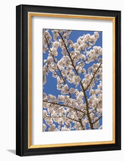 USA, Washington State, Seabeck. Cherry Tree Blossoms in Spring-Don Paulson-Framed Photographic Print