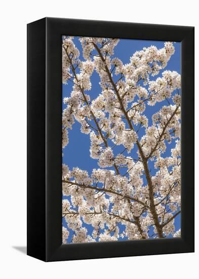 USA, Washington State, Seabeck. Cherry Tree Blossoms in Spring-Don Paulson-Framed Premier Image Canvas