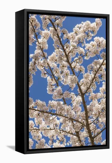 USA, Washington State, Seabeck. Cherry Tree Blossoms in Spring-Don Paulson-Framed Premier Image Canvas