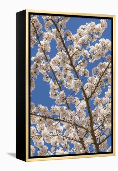 USA, Washington State, Seabeck. Cherry Tree Blossoms in Spring-Don Paulson-Framed Premier Image Canvas