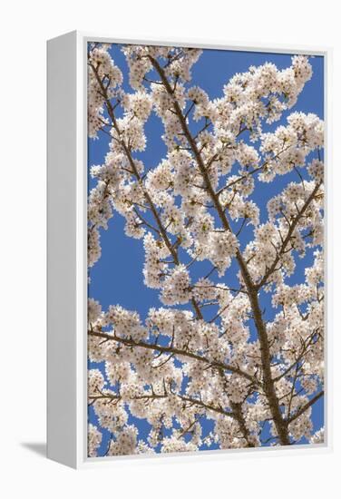 USA, Washington State, Seabeck. Cherry Tree Blossoms in Spring-Don Paulson-Framed Premier Image Canvas