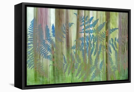 USA, Washington State, Seabeck. Collage of Bracken Ferns and Forest-Don Paulson-Framed Premier Image Canvas