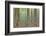 USA, Washington State, Seabeck. Collage of Oxalis and Trees-Don Paulson-Framed Photographic Print