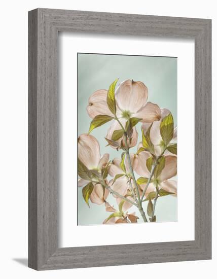 USA, Washington State, Seabeck. Colorized pink dogwood blossoms.-Jaynes Gallery-Framed Photographic Print