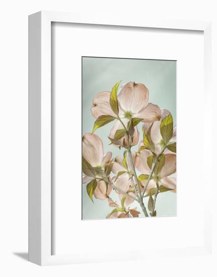 USA, Washington State, Seabeck. Colorized pink dogwood blossoms.-Jaynes Gallery-Framed Photographic Print