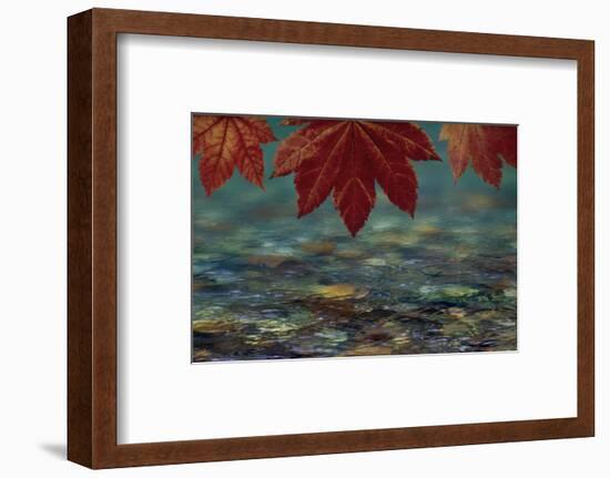 USA, Washington State, Seabeck. Composite of vine maple over river.-Jaynes Gallery-Framed Photographic Print