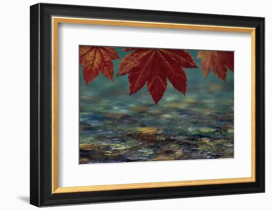 USA, Washington State, Seabeck. Composite of vine maple over river.-Jaynes Gallery-Framed Photographic Print