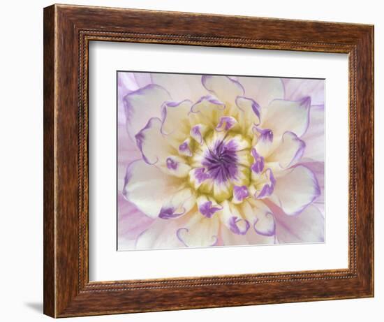 USA, Washington State, Seabeck. Dahlia blossom close-up.-Jaynes Gallery-Framed Photographic Print