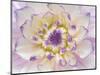 USA, Washington State, Seabeck. Dahlia blossom close-up.-Jaynes Gallery-Mounted Photographic Print