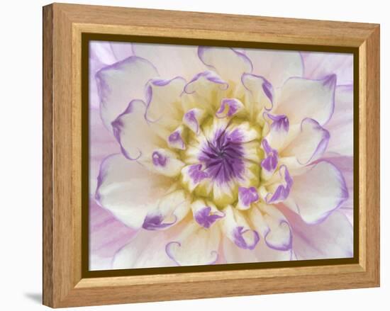 USA, Washington State, Seabeck. Dahlia blossom close-up.-Jaynes Gallery-Framed Premier Image Canvas