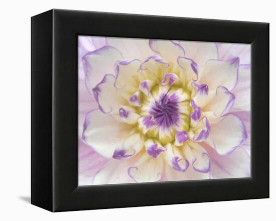 USA, Washington State, Seabeck. Dahlia blossom close-up.-Jaynes Gallery-Framed Premier Image Canvas