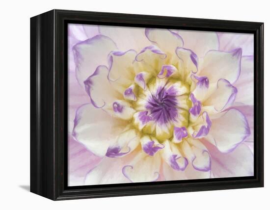 USA, Washington State, Seabeck. Dahlia blossom close-up.-Jaynes Gallery-Framed Premier Image Canvas