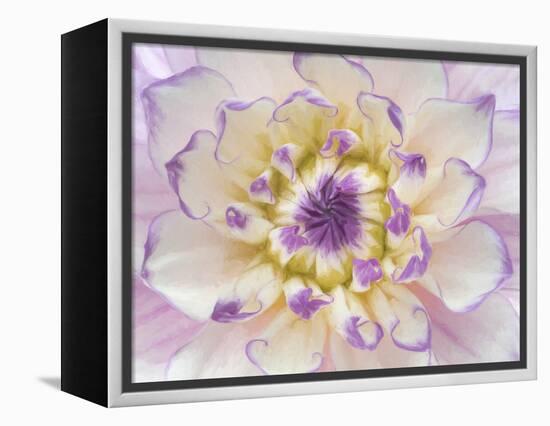 USA, Washington State, Seabeck. Dahlia blossom close-up.-Jaynes Gallery-Framed Premier Image Canvas