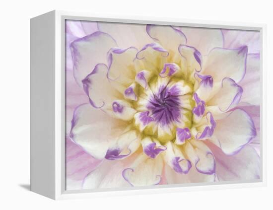 USA, Washington State, Seabeck. Dahlia blossom close-up.-Jaynes Gallery-Framed Premier Image Canvas