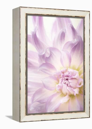 USA, Washington State, Seabeck. Dahlia blossom close-up.-Jaynes Gallery-Framed Premier Image Canvas