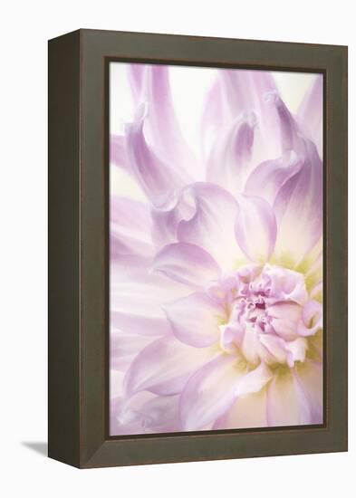 USA, Washington State, Seabeck. Dahlia blossom close-up.-Jaynes Gallery-Framed Premier Image Canvas