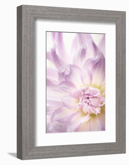 USA, Washington State, Seabeck. Dahlia blossom close-up.-Jaynes Gallery-Framed Photographic Print