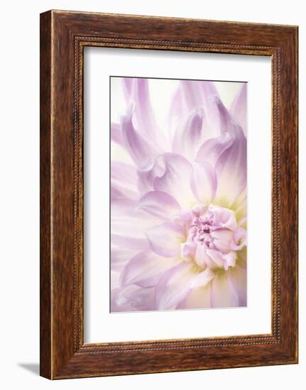 USA, Washington State, Seabeck. Dahlia blossom close-up.-Jaynes Gallery-Framed Photographic Print