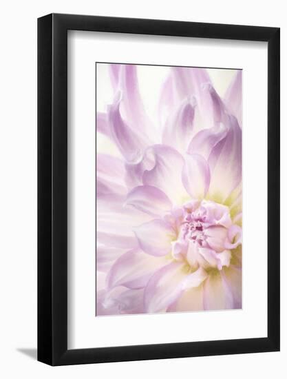 USA, Washington State, Seabeck. Dahlia blossom close-up.-Jaynes Gallery-Framed Photographic Print