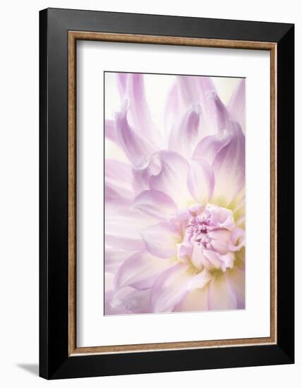 USA, Washington State, Seabeck. Dahlia blossom close-up.-Jaynes Gallery-Framed Photographic Print