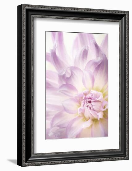 USA, Washington State, Seabeck. Dahlia blossom close-up.-Jaynes Gallery-Framed Photographic Print