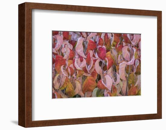 USA, Washington State, Seabeck. Dogwood tree leaves in fall.-Jaynes Gallery-Framed Photographic Print