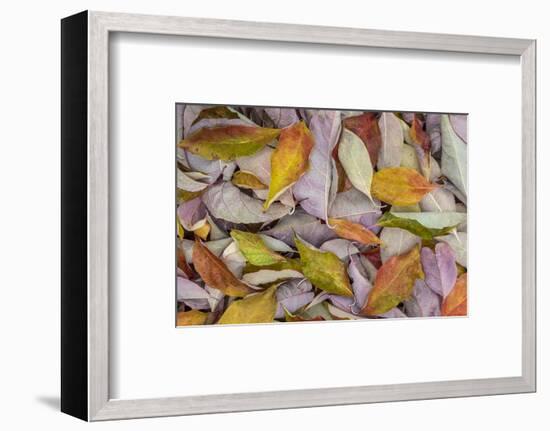 USA, Washington State, Seabeck. Fallen dogwood Leaves close-up.-Jaynes Gallery-Framed Photographic Print