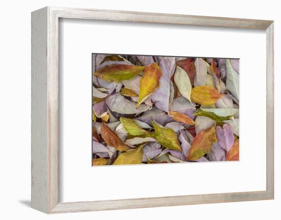 USA, Washington State, Seabeck. Fallen dogwood Leaves close-up.-Jaynes Gallery-Framed Photographic Print
