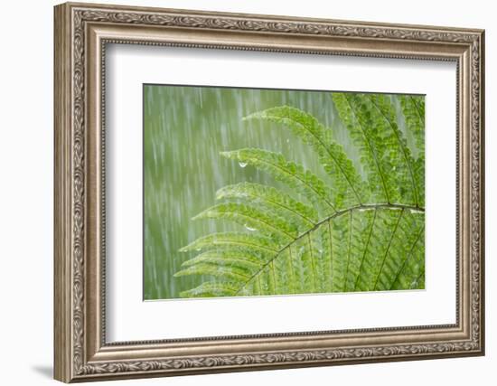 USA, Washington State, Seabeck. Fern in Rainfall-Don Paulson-Framed Photographic Print