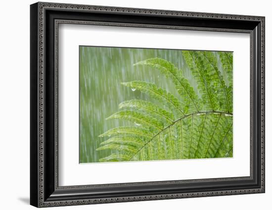USA, Washington State, Seabeck. Fern in Rainfall-Don Paulson-Framed Photographic Print