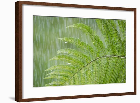 USA, Washington State, Seabeck. Fern in Rainfall-Don Paulson-Framed Photographic Print