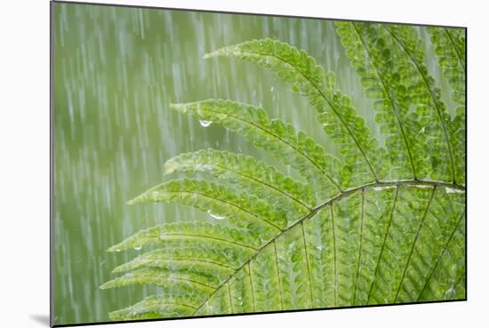 USA, Washington State, Seabeck. Fern in Rainfall-Don Paulson-Mounted Photographic Print