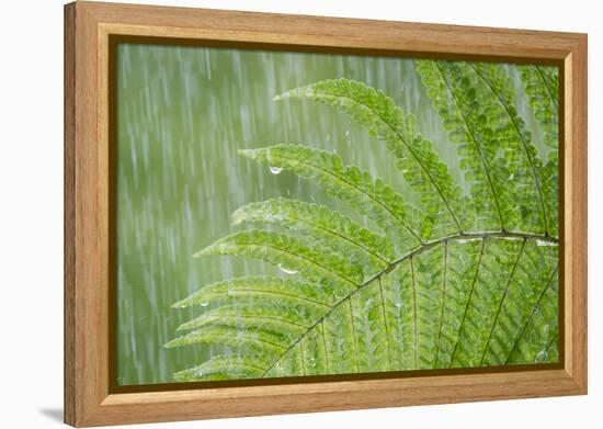 USA, Washington State, Seabeck. Fern in Rainfall-Don Paulson-Framed Premier Image Canvas